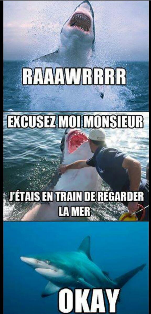 Excusez moi Mr le requin - meme
