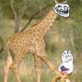 I hate it when a giraffe 