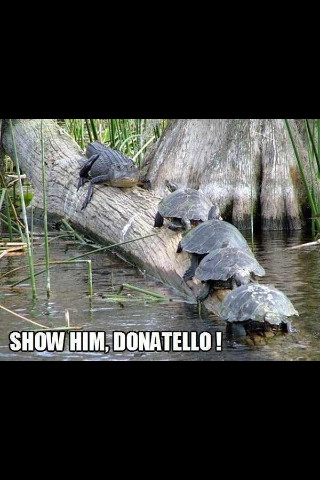the real ninja turtles! - meme