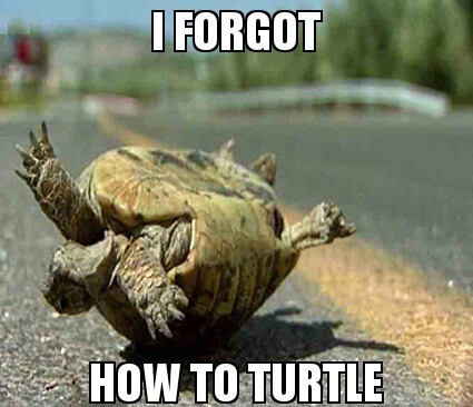 turtle - Meme by Lt.Fluffels :) Memedroid