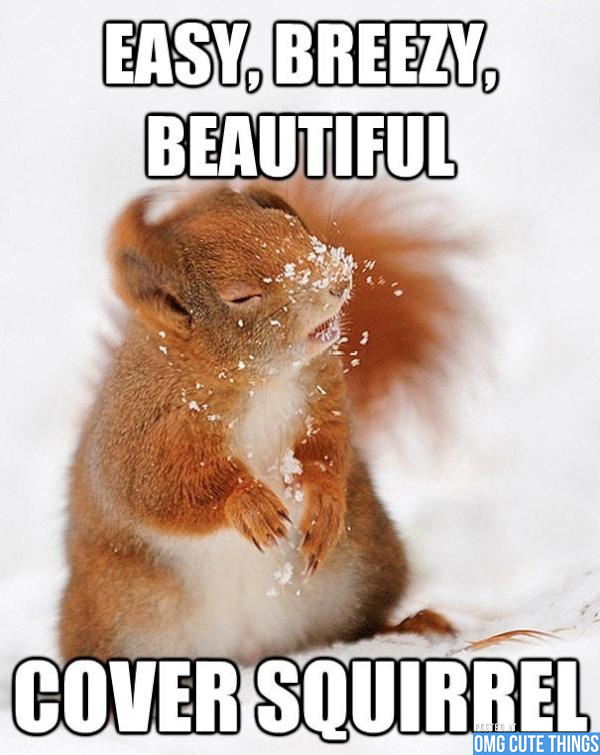 Cover squirrel - meme