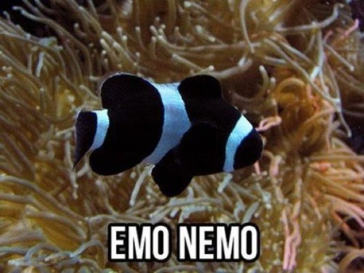 nemo or monsters inc. tell in comments - meme