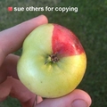 scum bag apple