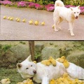 Doggy gets all the chicks
