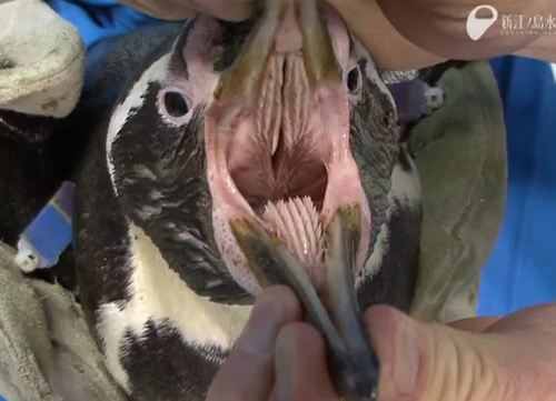 You have just seen the inside of a penguins mouth... - meme