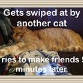 New meme: Sweet Old Tom Cat