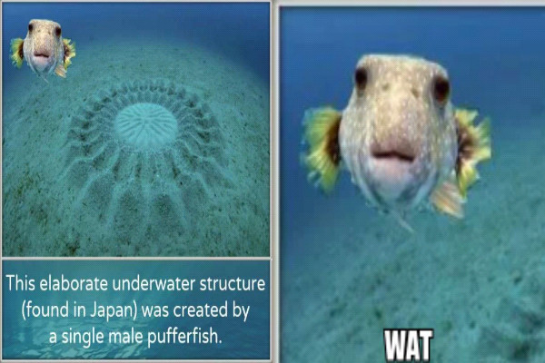 Mr. Pufferfish - meme