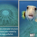 Mr. Pufferfish