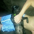 pugly