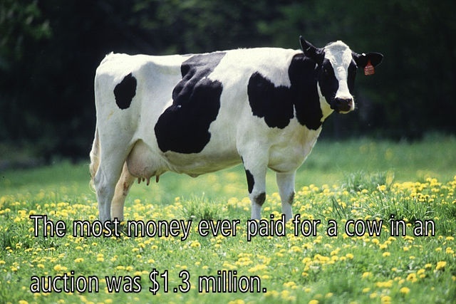 Cow Fact - meme