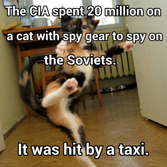 Spy Cat - meme