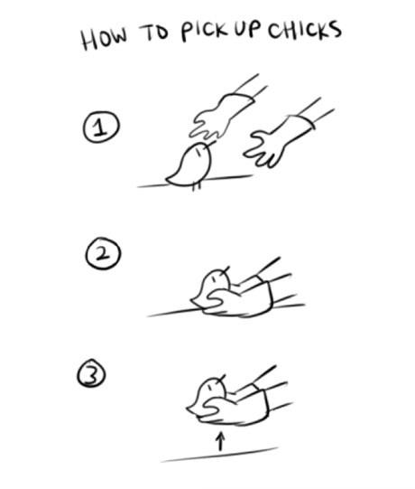 how to pick up chicks - meme