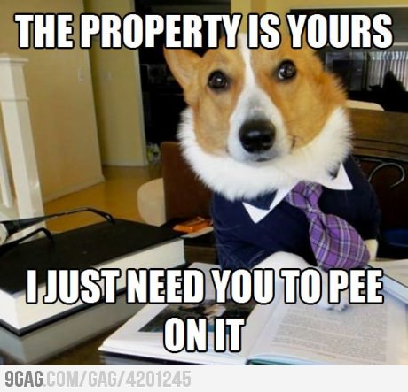 Lawyer Dog - meme
