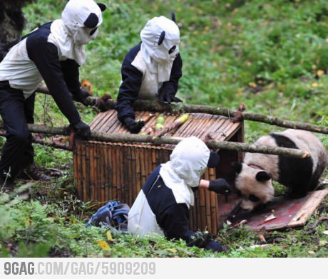 shifty ninja pandas - meme