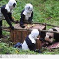 shifty ninja pandas