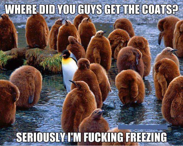 penguins! - meme