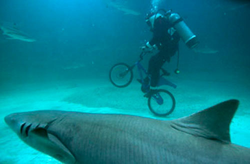 He's riding a bike underwater next to a shark...your argument is invalid. - meme
