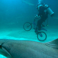 He's riding a bike underwater next to a shark...your argument is invalid.