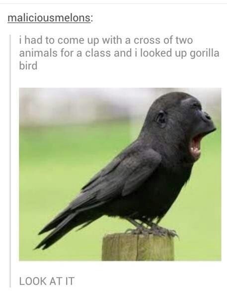 gorilla bird - meme
