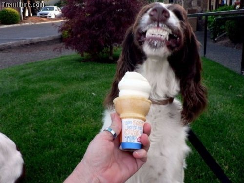 my dog likes ice ^^ - meme