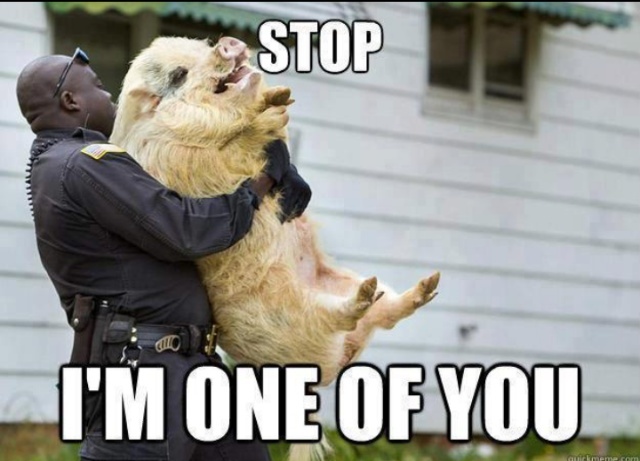 Pig's these days. . - meme