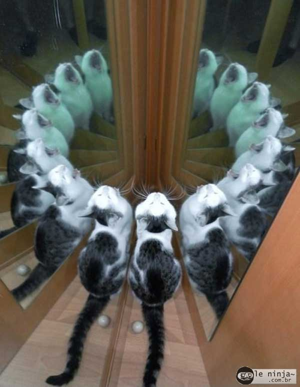Gatos demoniacos - meme