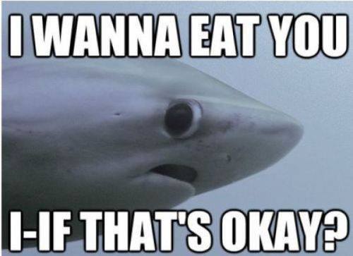 nervous shark - meme
