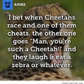 when cheetahs race