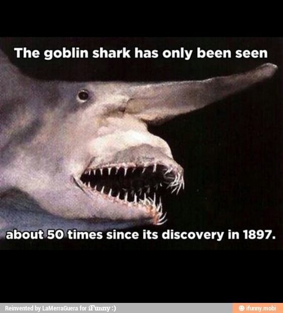 Goblin Shark - meme