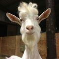 Just a Wisely Goat