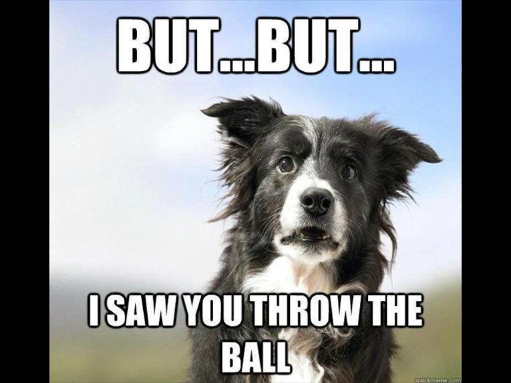 The worst confusion in a dogs life  - meme