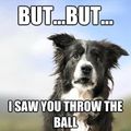 The worst confusion in a dogs life 