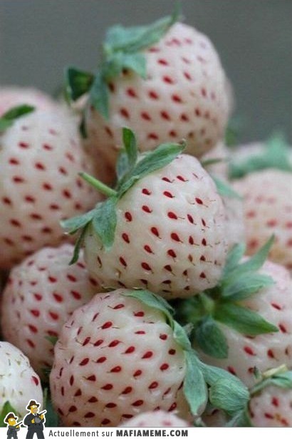fraise albinos - meme