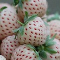fraise albinos