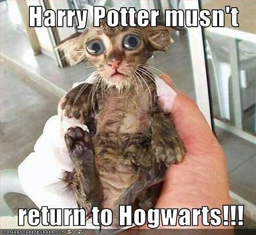 Harry Potter and the Catly Hallows - meme