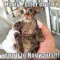 Harry Potter and the Catly Hallows