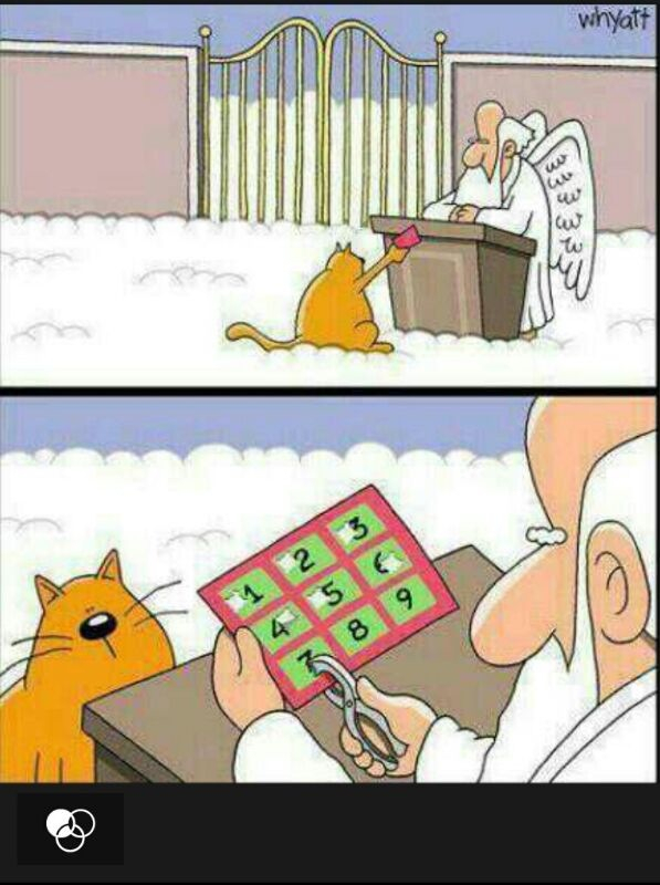 Gatos e suas vidas infinity... - meme