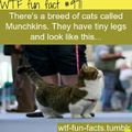 fifth comment will find an munchkin