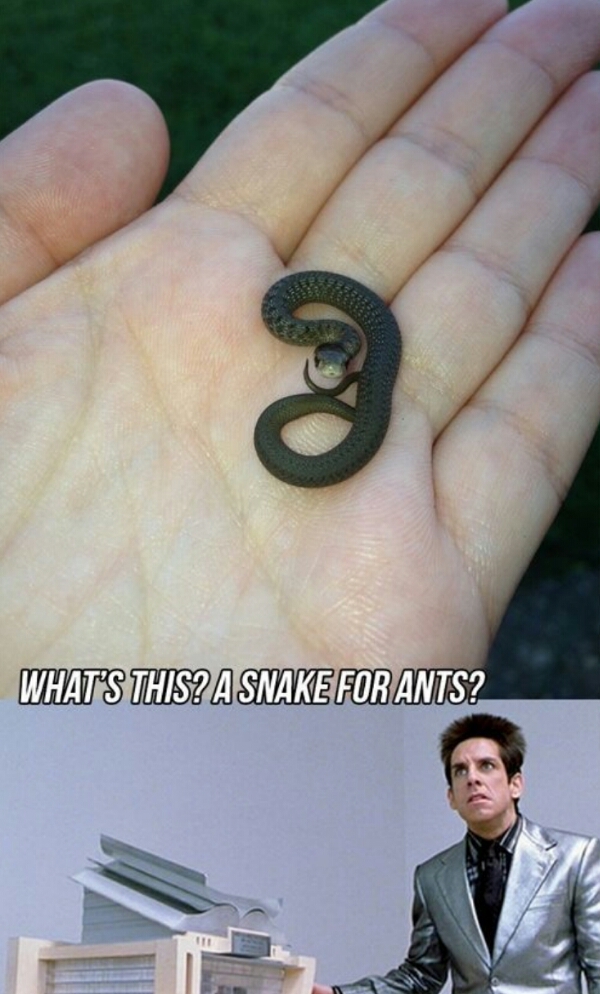 snake for ants - meme