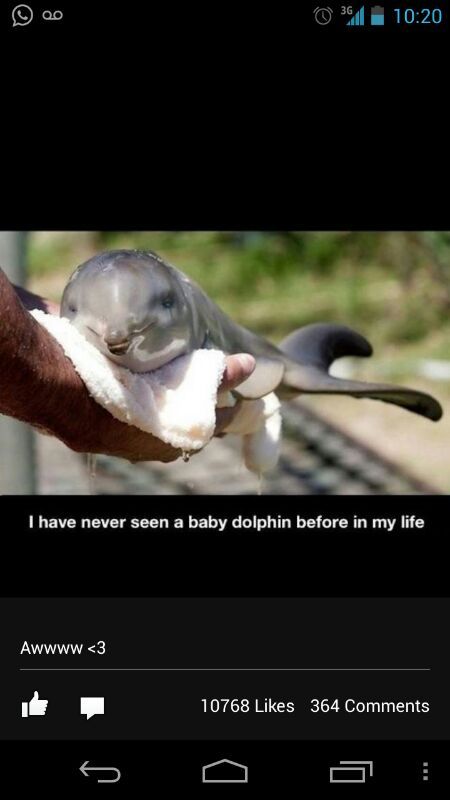 baby dolphin .... mother of cuteness - meme
