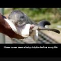 baby dolphin .... mother of cuteness