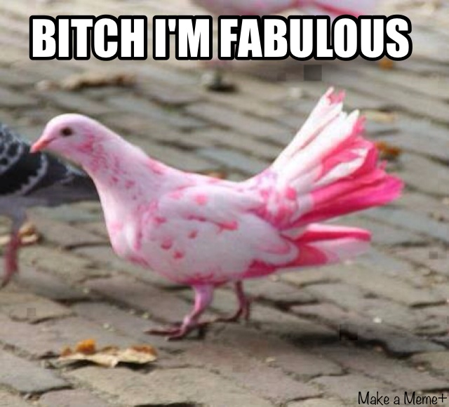 Pink pigeon is fabulous  - meme