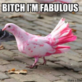 Pink pigeon is fabulous 