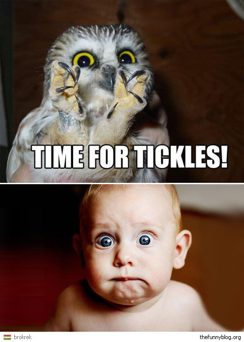 tickle owl. - meme