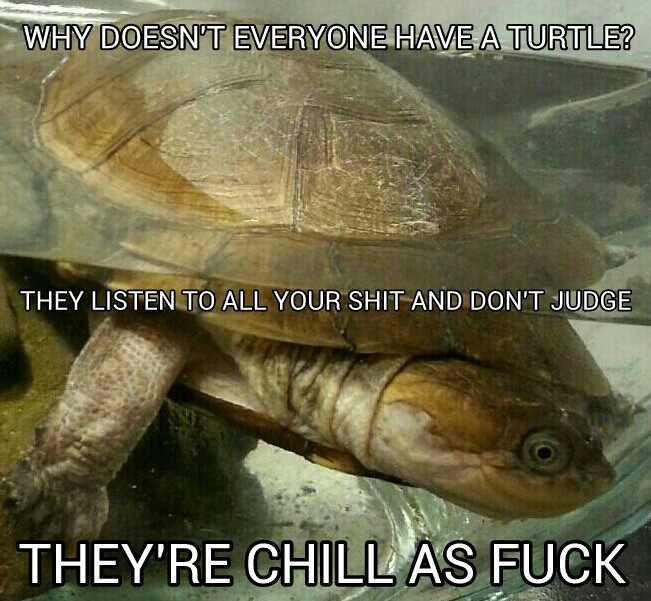 Turtles dudeeeeeee - meme