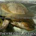 Turtles dudeeeeeee