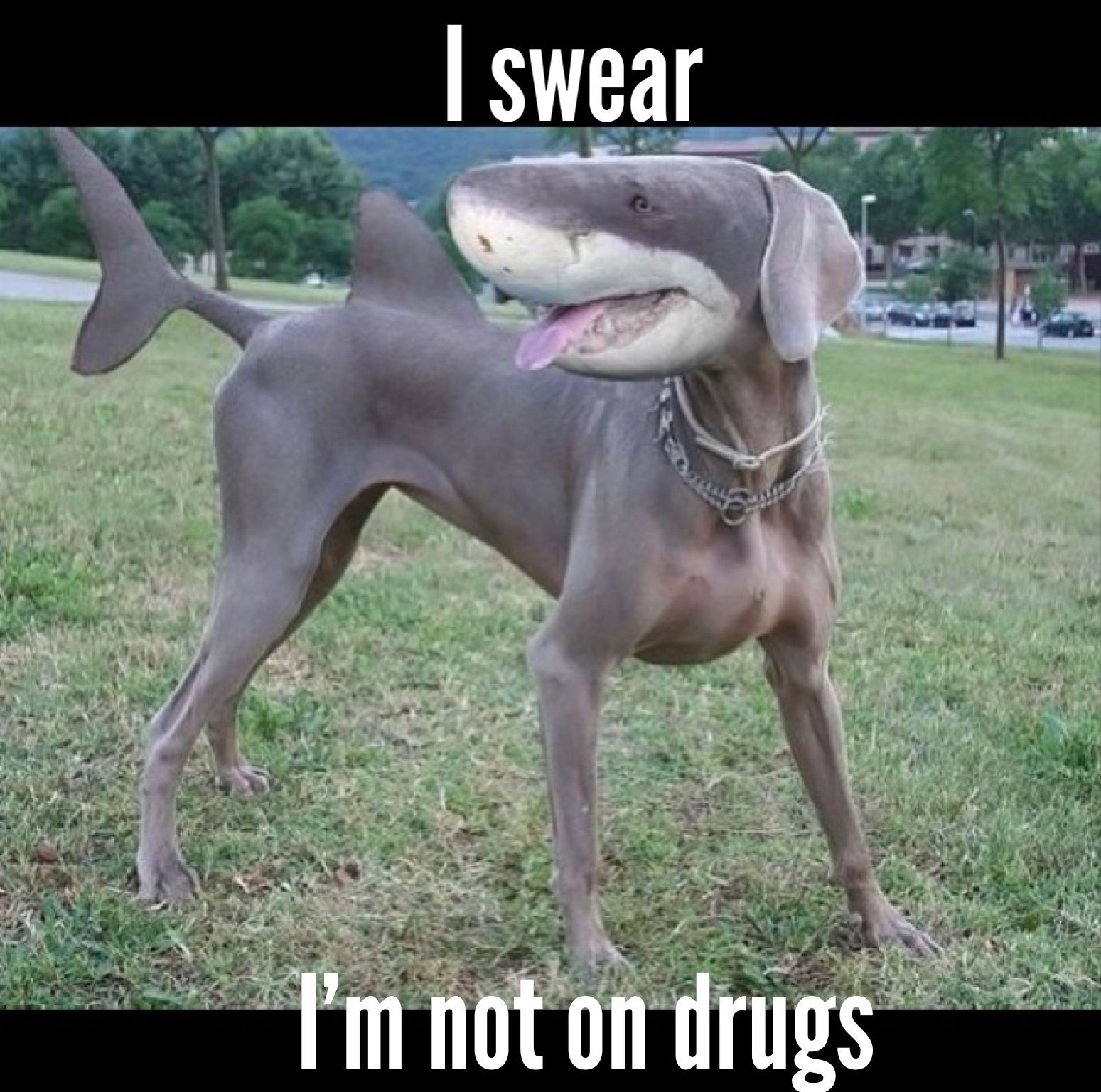 weed meme dog