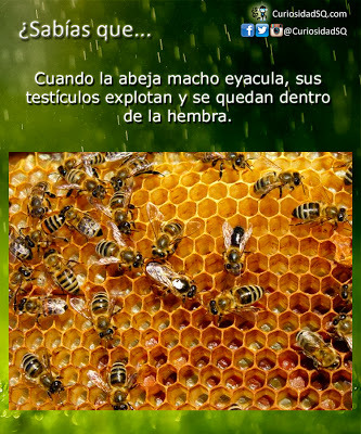 abejas - meme