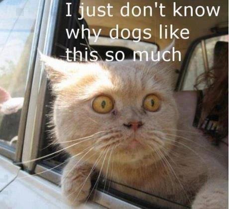 u won't understand. .. cat!! - meme