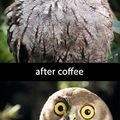 the effect of coffee! 